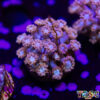 TR 050726 GONI H02