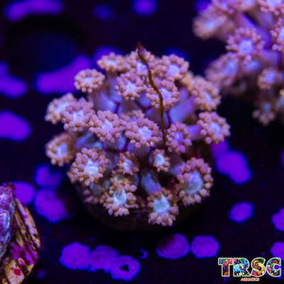 Baby Daises Goniopora H02
