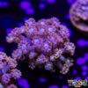 TR 050726 GONI H03