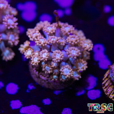 Baby Daises Goniopora H04