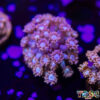 TR 050726 GONI H05