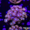 TR 050726 GONI H06