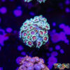 TR 050726 GONI H07