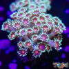 TR 050726 GONI H08
