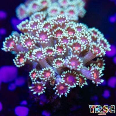 Red Eye Daises Goniopora H08