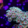 TR 050726 GONI H09
