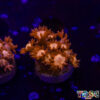 Glitter Tip Goniopora I01
