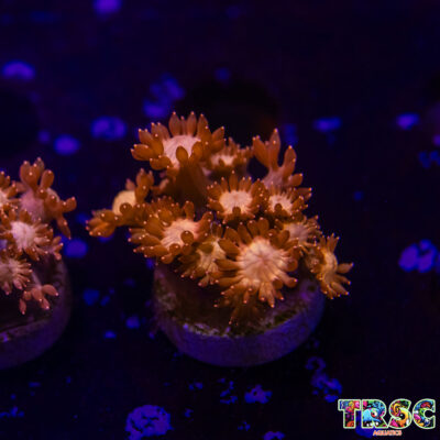 Glitter Tip Goniopora I01
