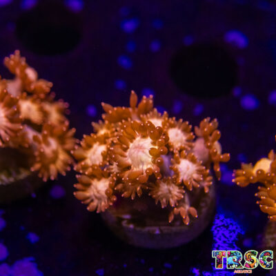 Glitter Tip Goniopora I02
