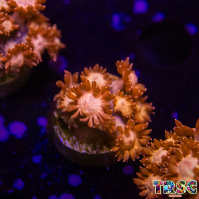 Glitter Tip Goniopora I03
