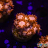TR 050726 GONI I04
