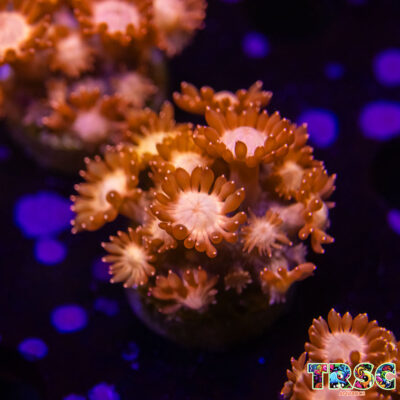 Glitter Tip Goniopora I05