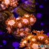 TR 050726 GONI I06