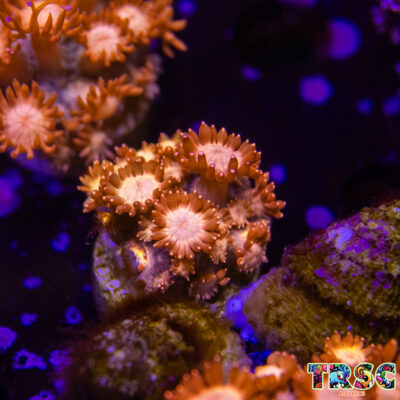 Glitter Tip Goniopora I07