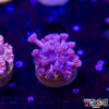 Pink Gradient Goniopora J01