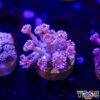 TR 050726 GONI J02