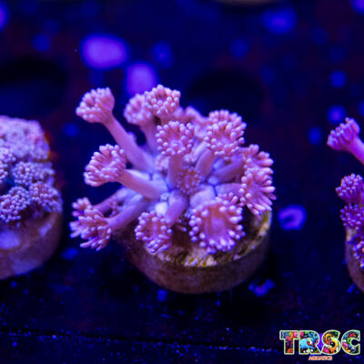 Pink Gradient Goniopora J02