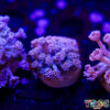 TR 050726 GONI J03