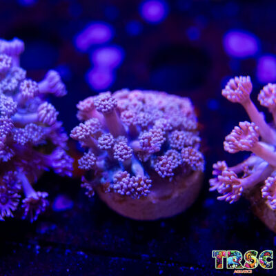 Pink Gradient Goniopora J03