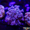 TR 050726 GONI J04