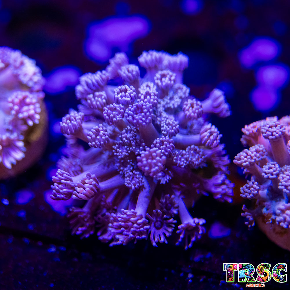 Pink Gradient Goniopora J04 3 Pink Gradient Goniopora J04