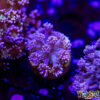 TR 050726 GONI J05