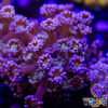 TR 050726 GONI J06