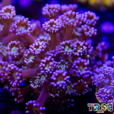 Purple Queen Goniopora J06