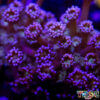TR 050726 GONI J07