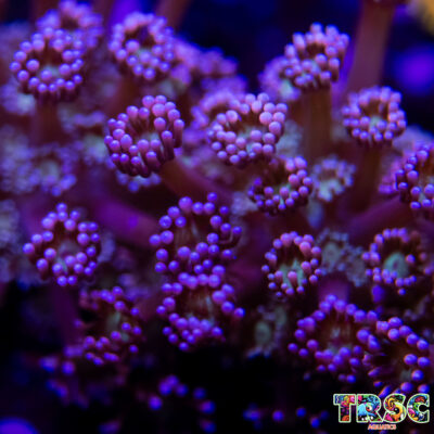 Purple Queen Goniopora J07