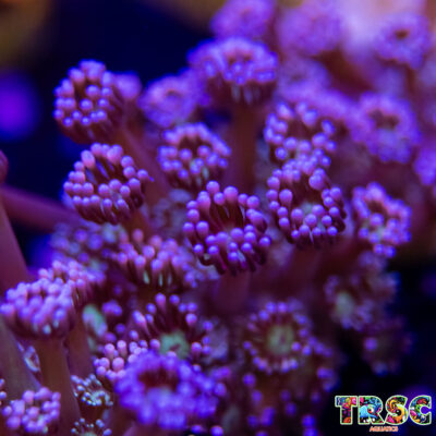 Purple Queen Goniopora J08