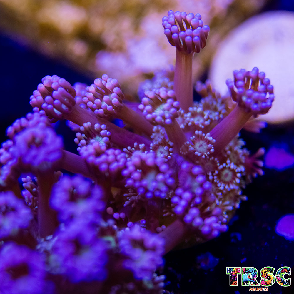 Purple Queen Goniopora J09 3 Purple Queen Goniopora J09