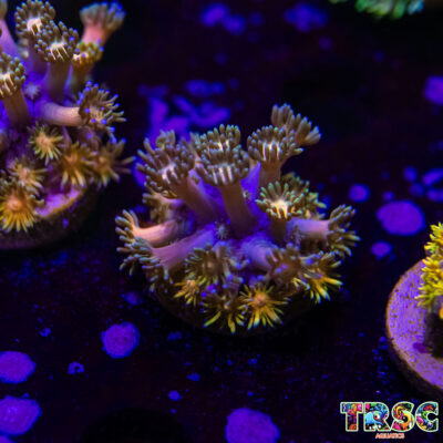 Rainbow Road Goniopora K03