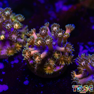 Rainbow Road Goniopora K04