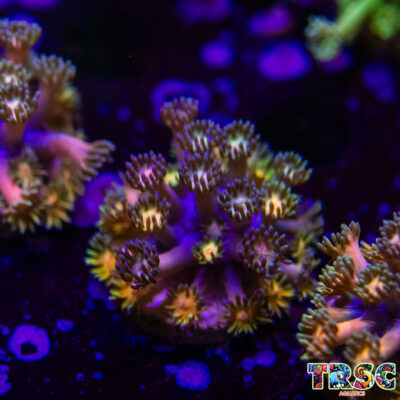 Rainbow Road Goniopora K05