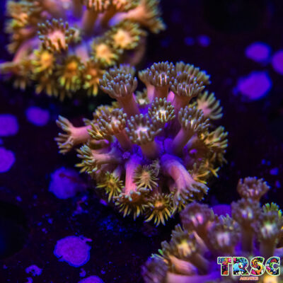 Rainbow Road Goniopora K06