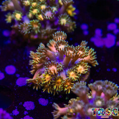 Rainbow Road Goniopora K07