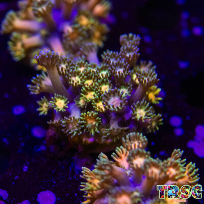 Rainbow Road Goniopora K08