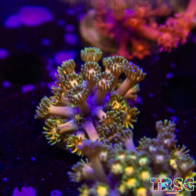 Rainbow Road Goniopora K09