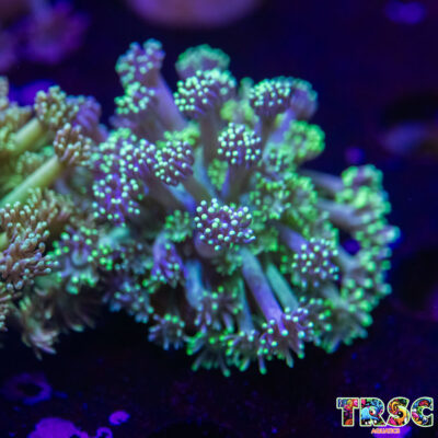 Grover Goniopora L01