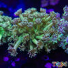 TR 050726 GONI L02