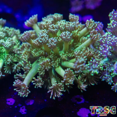 Limeade Goniopora L02