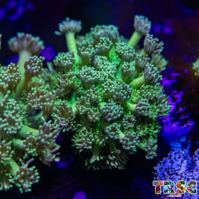 Limeade Goniopora L04