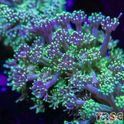 Grover Goniopora L06