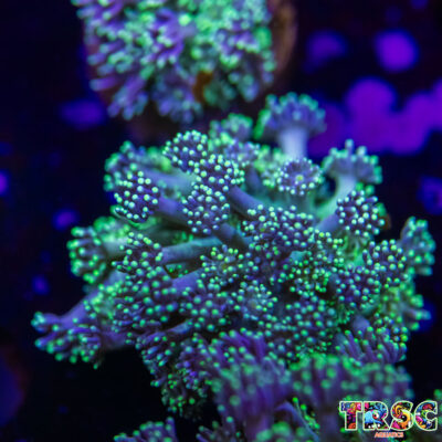 Grover Goniopora L07