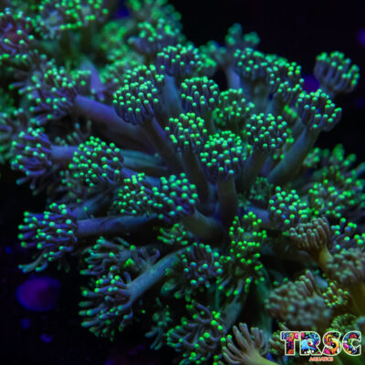 Grover Goniopora L09
