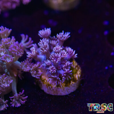 Pink LT Gradient Goniopora M01