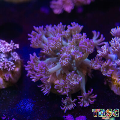 Pink LT Gradient Goniopora M02