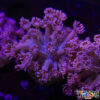 TR 050726 GONI M03