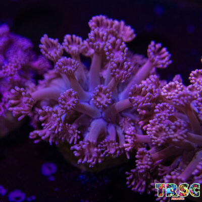 Pink LT Gradient Goniopora M03